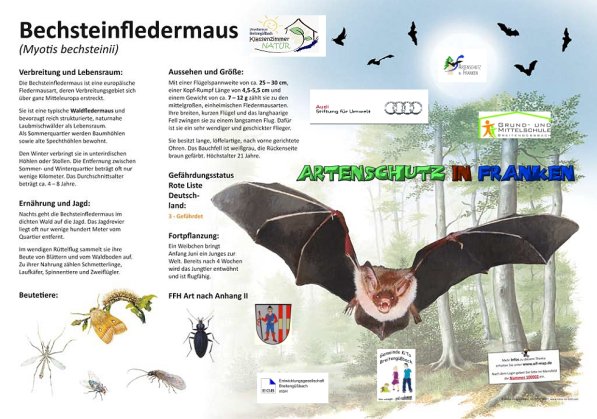 100002 Bechsteinfledermaus