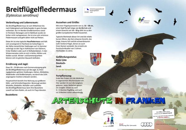 100004 Breitflügelfledermaus