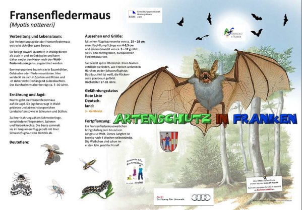 100005 Fransenfledermaus 