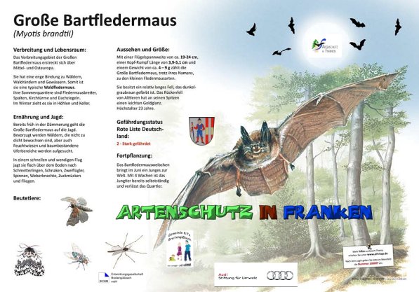 100007 Große Bartfledermaus