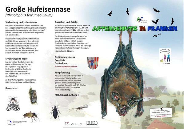 100008 Große Hufeisennasenfledermaus