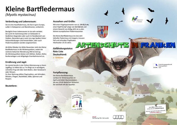 100011 Kleine Bartfledermaus 