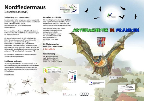 100017 Nordfledermaus