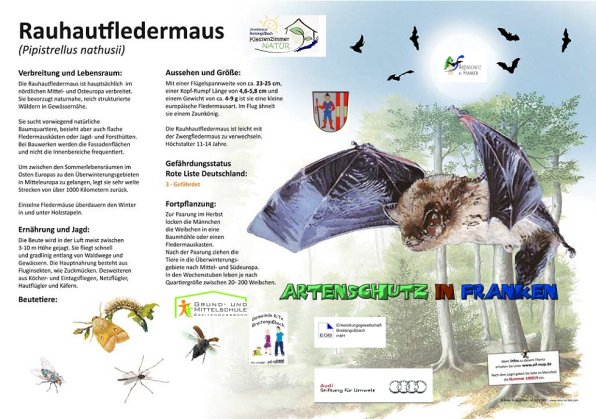 100019 Rauhautfledermaus