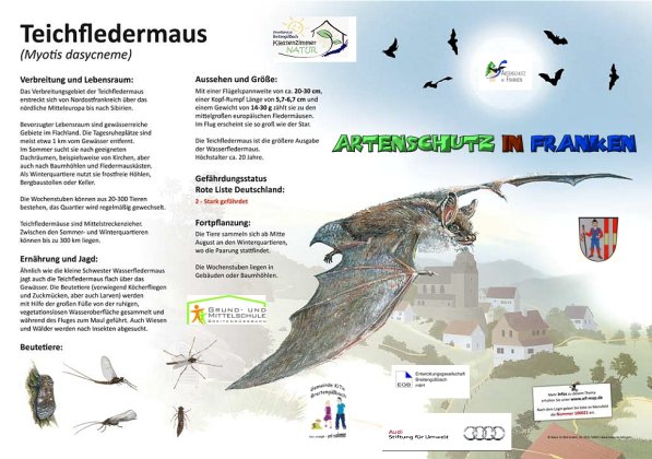 100021 Teichfledermaus