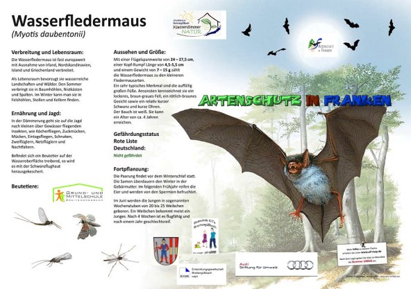 100022 Wasserfledermaus