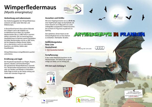 100023 Wimpernfledermaus