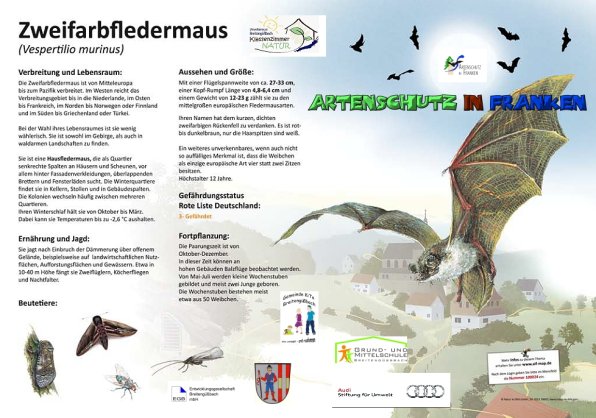 100024 Zweifarbfledermaus 