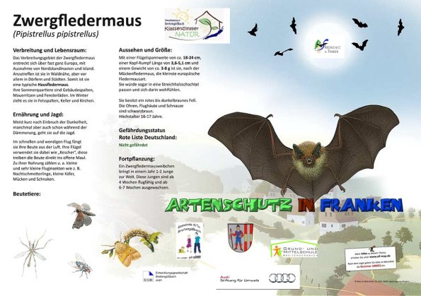 100025 Zwergfledermaus