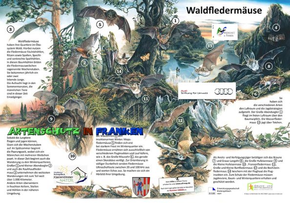 100028 Waldfledermäuse